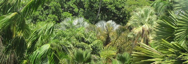 Des Bismarckia se signalent à plusieurs endroit du parc. 1.jpg