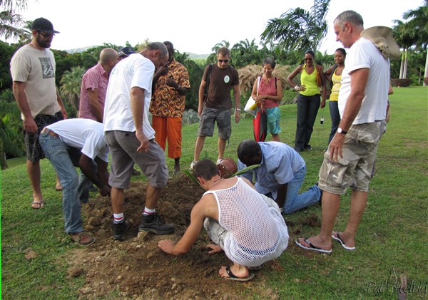 3 Plantation du Tahina spectabilis le 14 06 2010 3.jpg