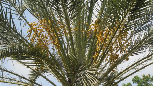 Un Phoenix dactylifera et ses infrutescences dont les fruits ne viendront pas à terme sous ce climat tropical!.jpg