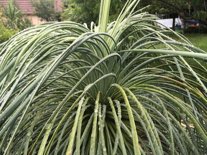 Yucca linearifolia pendula 2 redim.jpg