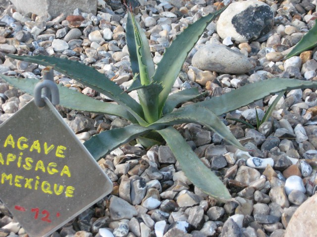 agave mapisaga