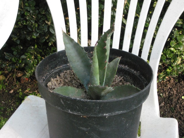 agave salmiana salmiana en pot