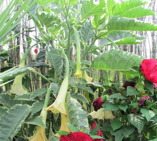 brugmansia (2) (Copier).JPG