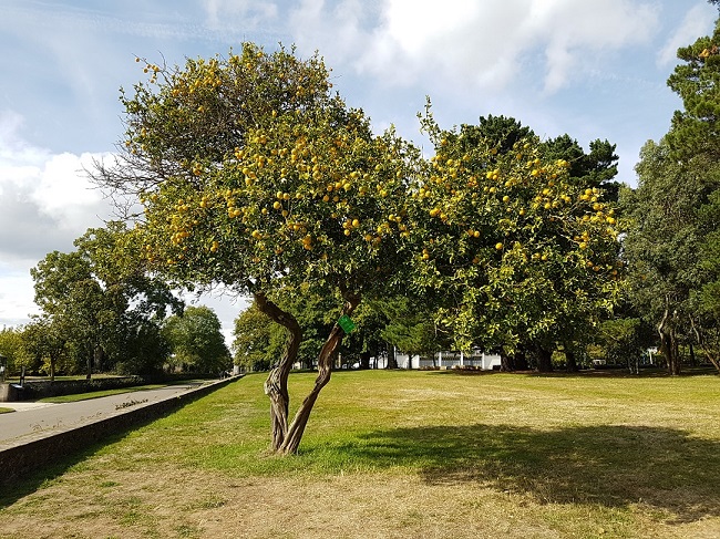 Poncirus trifoliata Grand Blottereau Nantes 24092017 (2).jpg