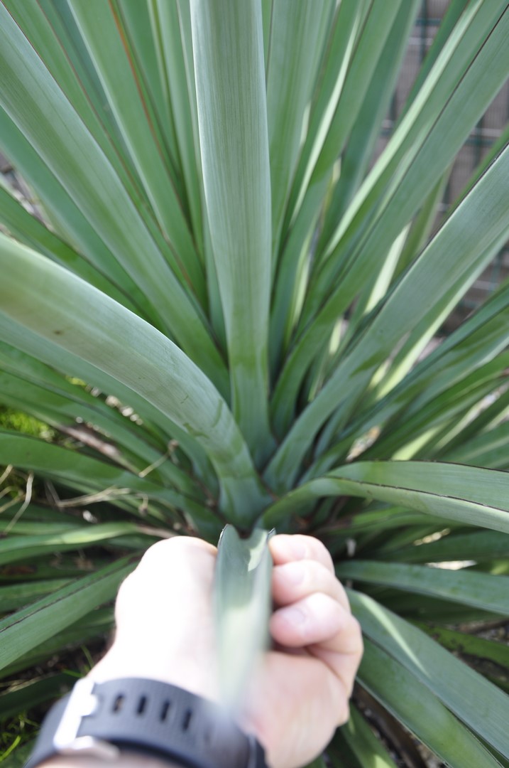 Yucca Torreyi 3.JPG