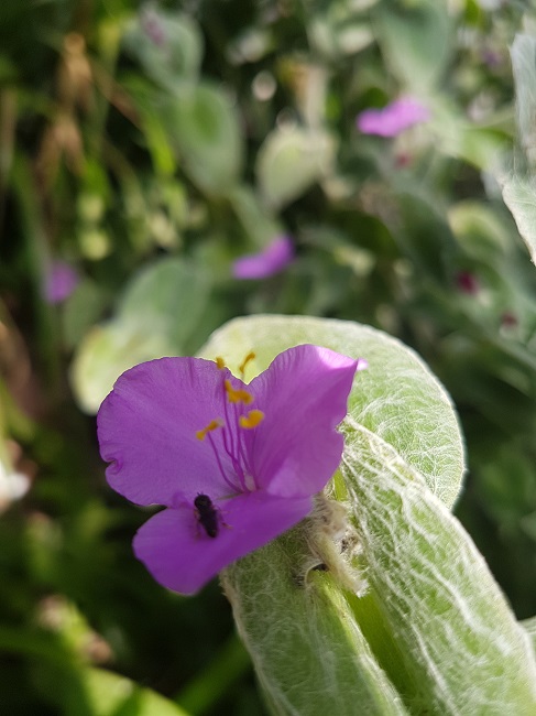 Jardin des Plantes Ile aux Palmiers sept 2017 (9).jpg