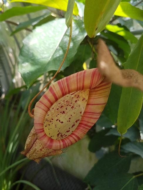 Jardin des Plantes Ile aux Palmiers sept 2017 (8).jpg