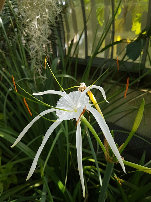 Jardin des Plantes Ile aux Palmiers sept 2017 (7).jpg