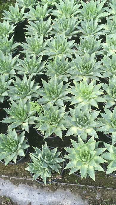 aloe polyphylla 2 REDIM.jpg