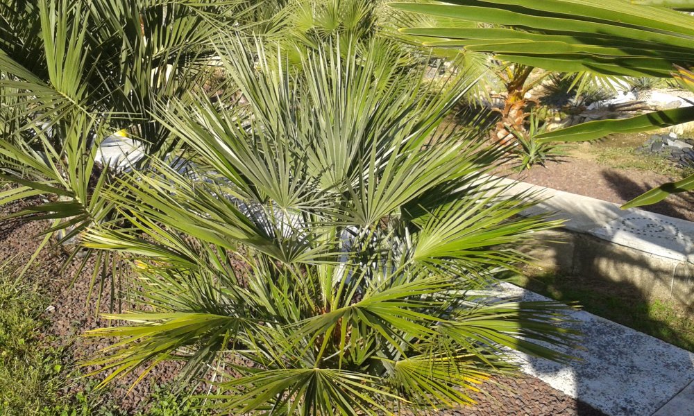 Chaméarops humilis