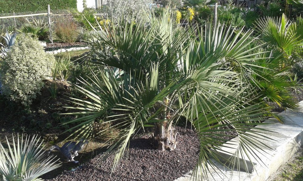 Butia capitata