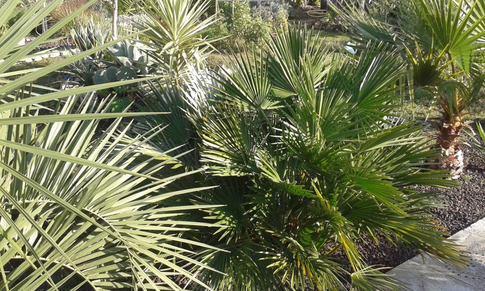 Butia capitata,humilis ,washingtonia robusta