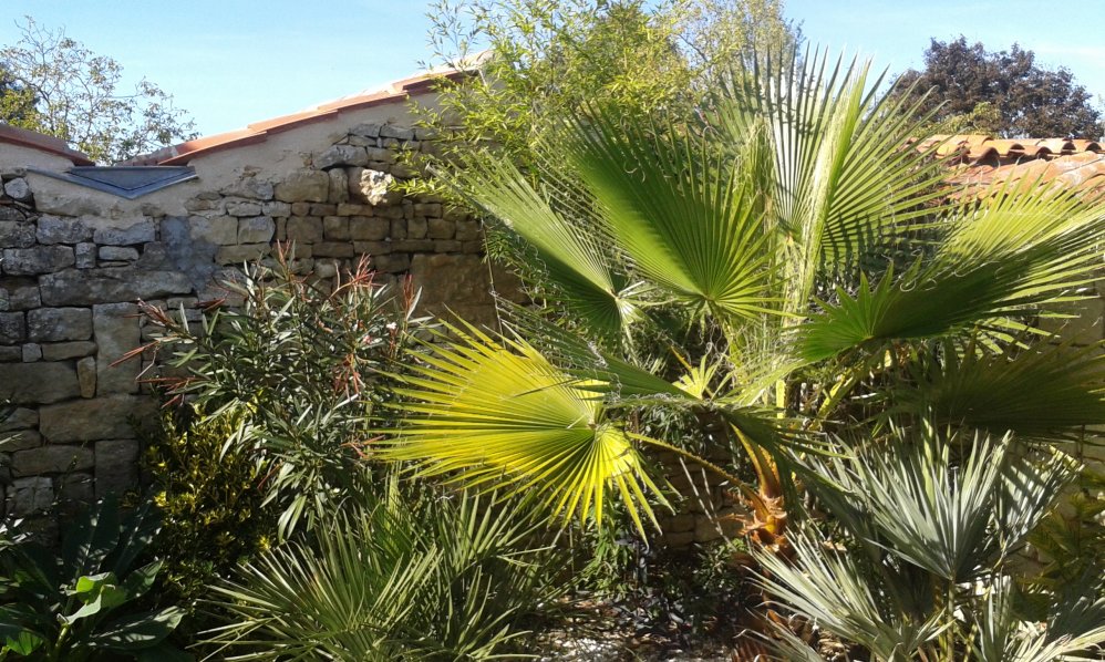 Washingtonia robusta