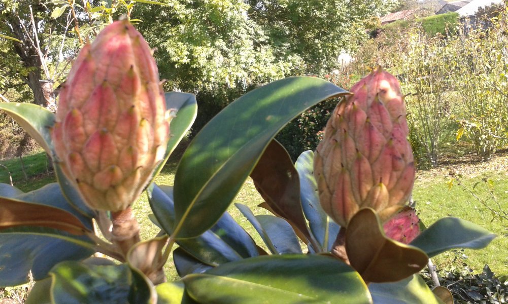 Magnolia Grandiflora