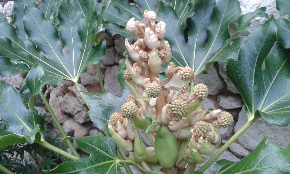 Fatsia japonica