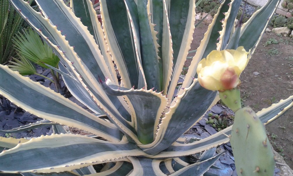 Agave Américana Variegata