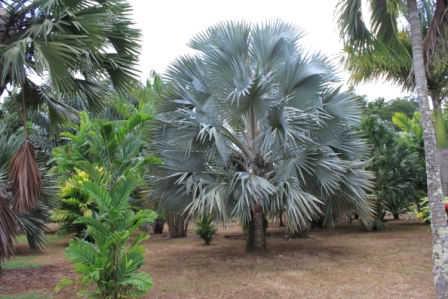 Bismarckia Nobilis Silver.JPG