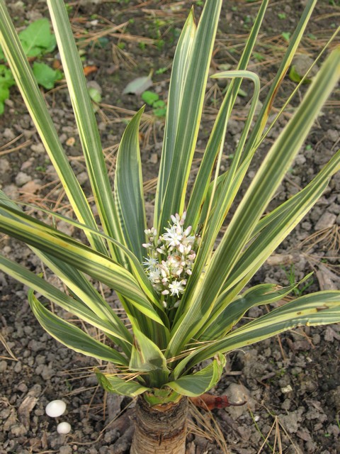 petite cordyline qui avait gelé . elle repart et fait une floraison