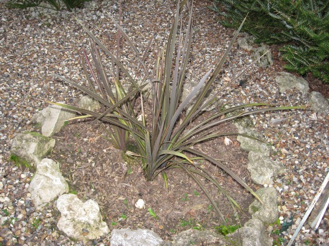 une autre cordyline qui repart et me fait 3 pieds