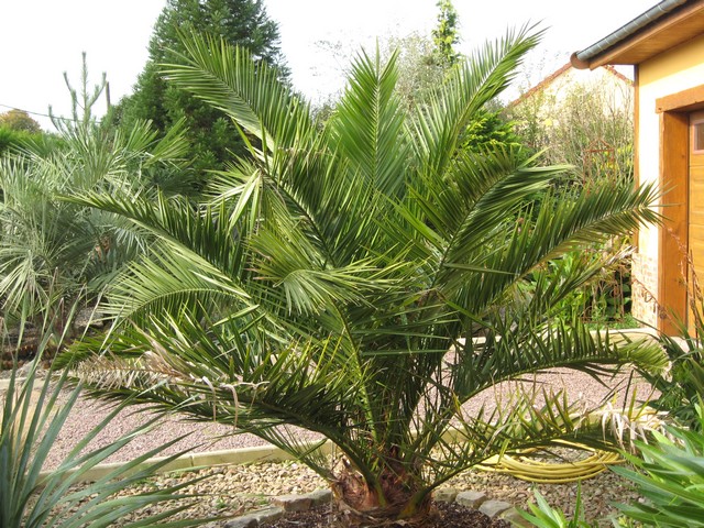 le phoenix que je trouve très beau