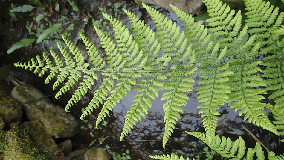 dryopteris dilatata 2.JPG