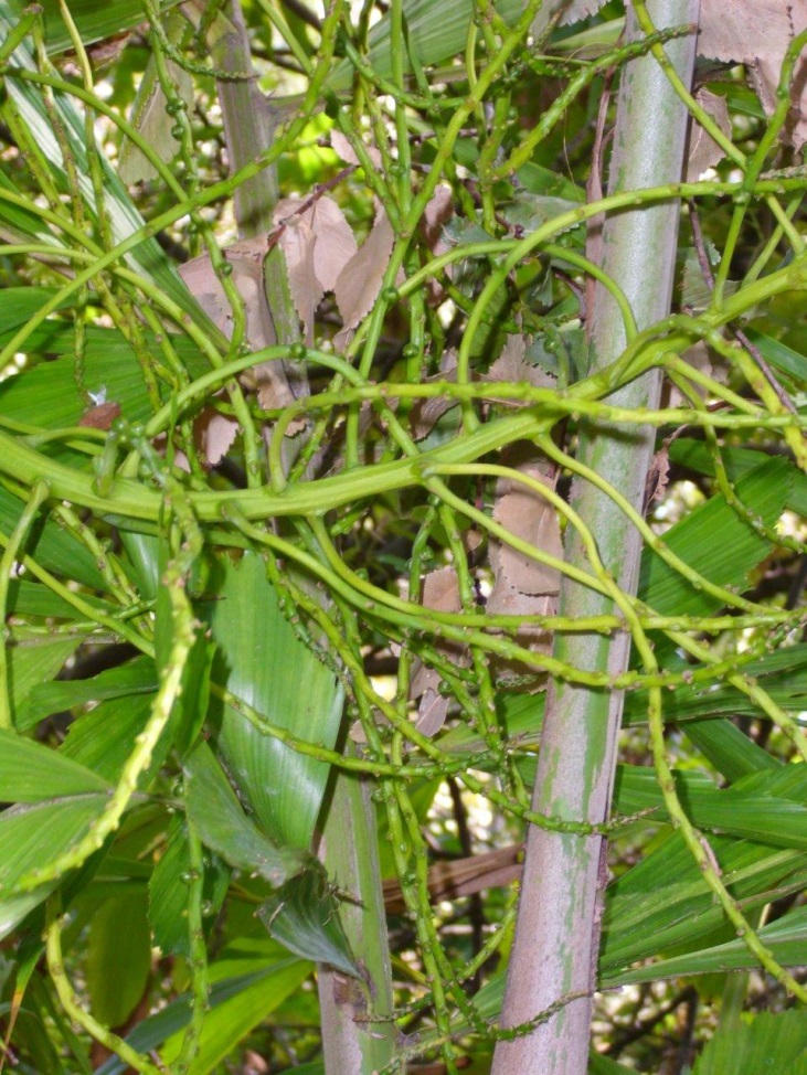 info_caryota2.jpg