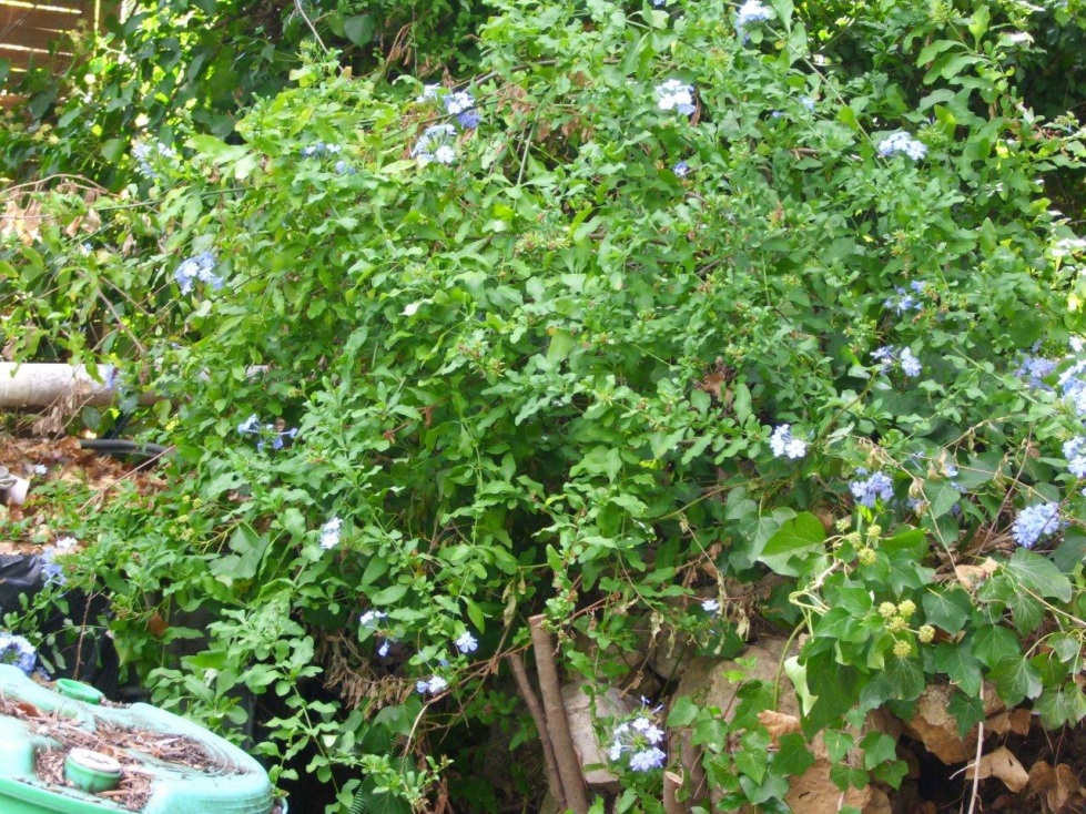 plumbago.jpg