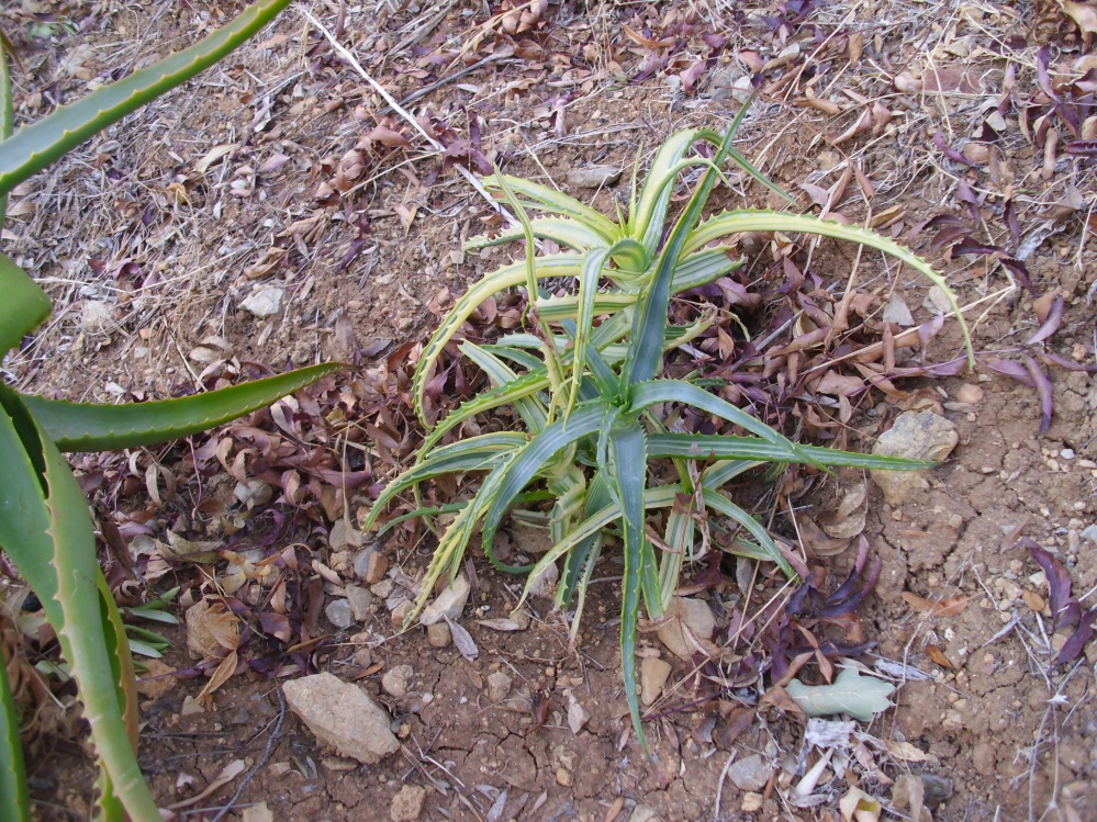 Aloe_arbo_var.JPG