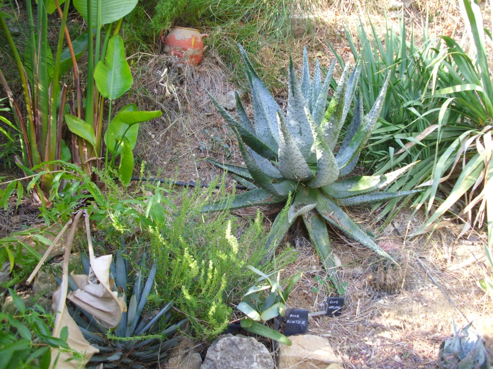 Aloe_marlothii.JPG