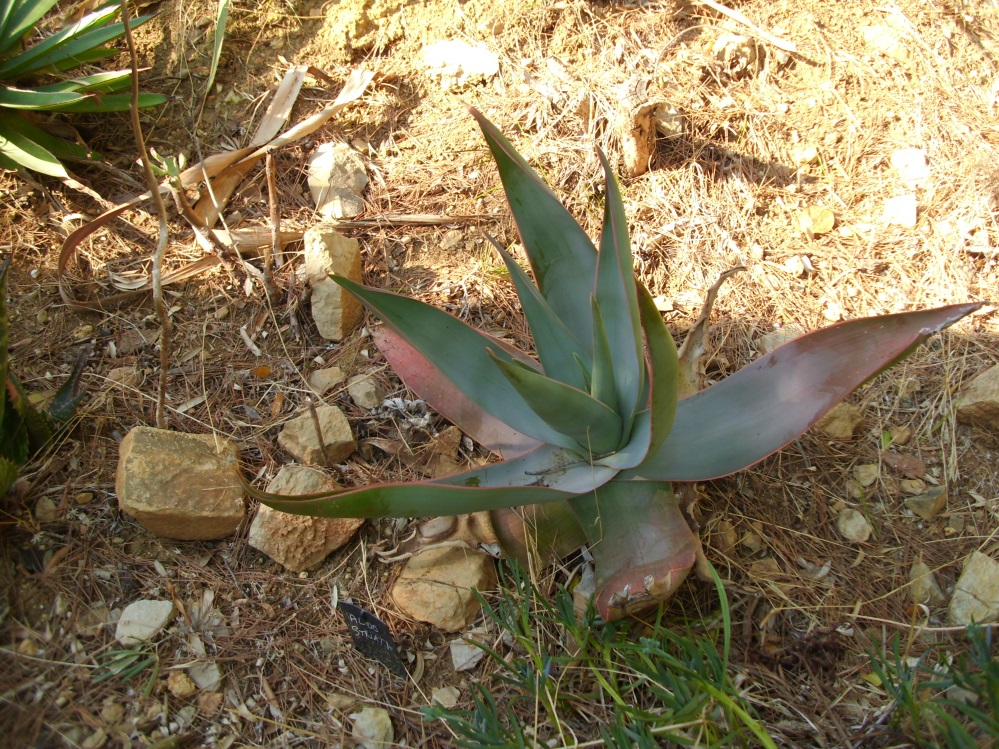 aloe_striata.JPG