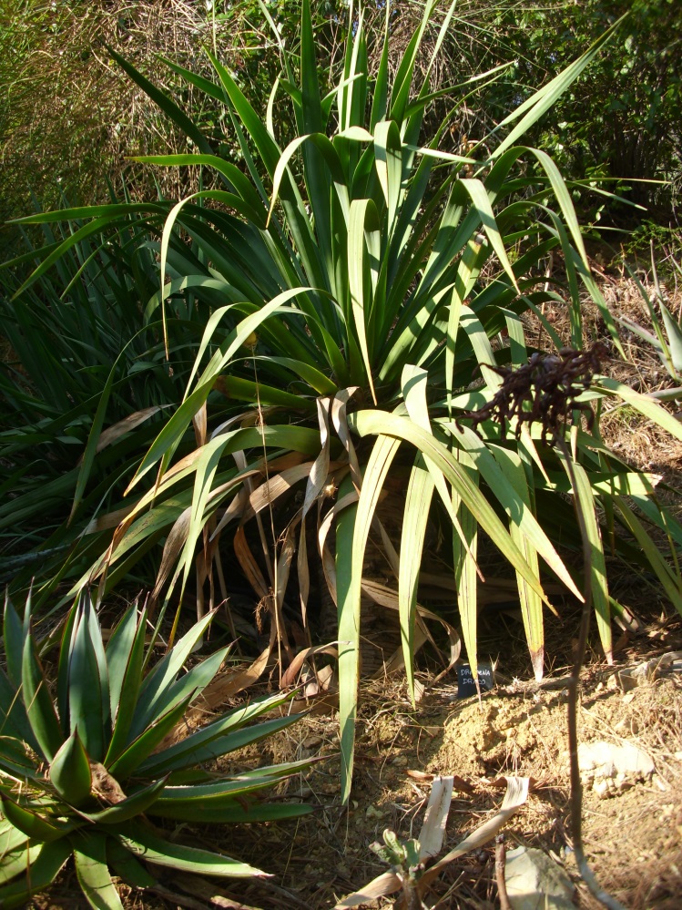 dracaena_draco.JPG