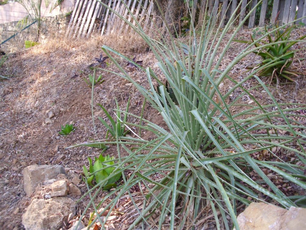 puya_coerulea.JPG