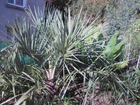 Butia capitata