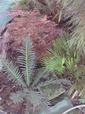 Blechnum vulcano et acer.jpg