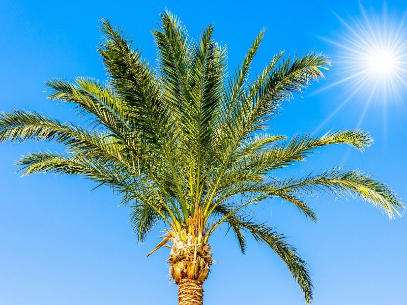 palmier.jpg