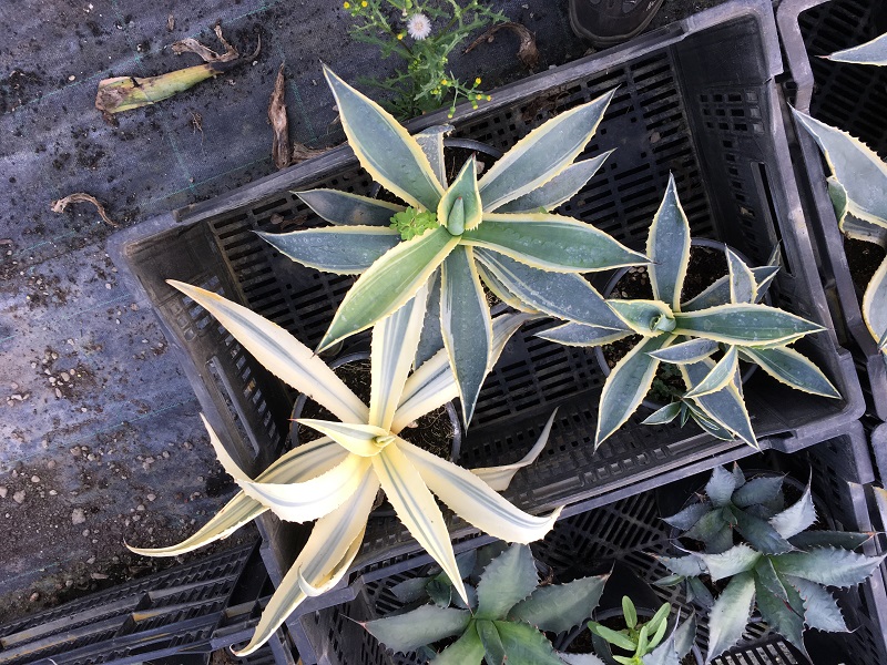 agave americana panaché REDIM.jpg