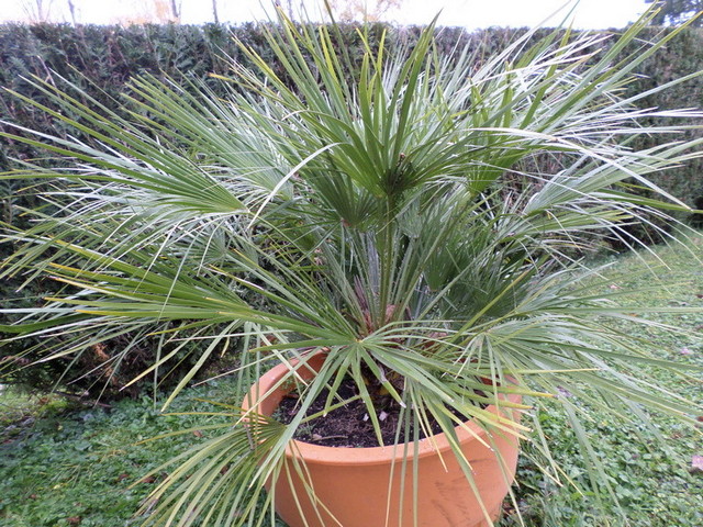 palmier 1.jpg