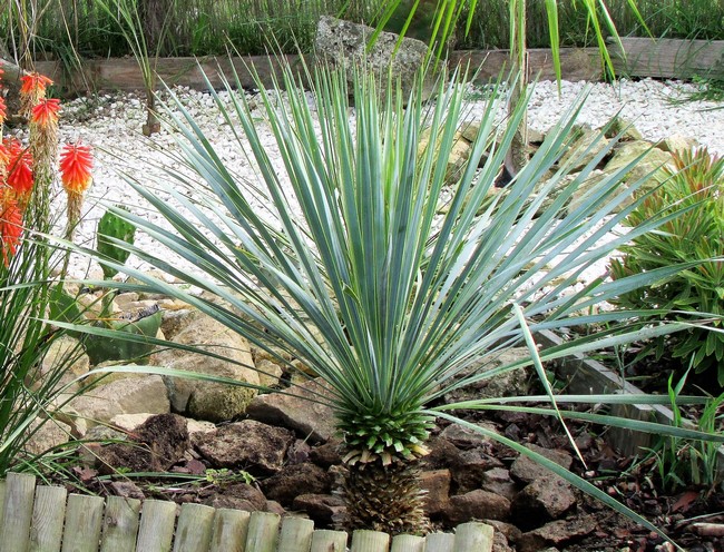 yucca rostrata blue swan (Copier).JPG