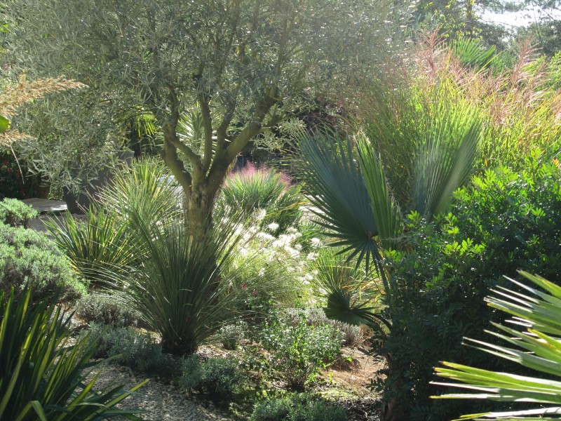 jardin été automne 2017 086 (800x600).jpg