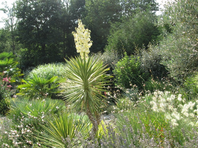 jardin été automne 2017 008 (800x600).jpg