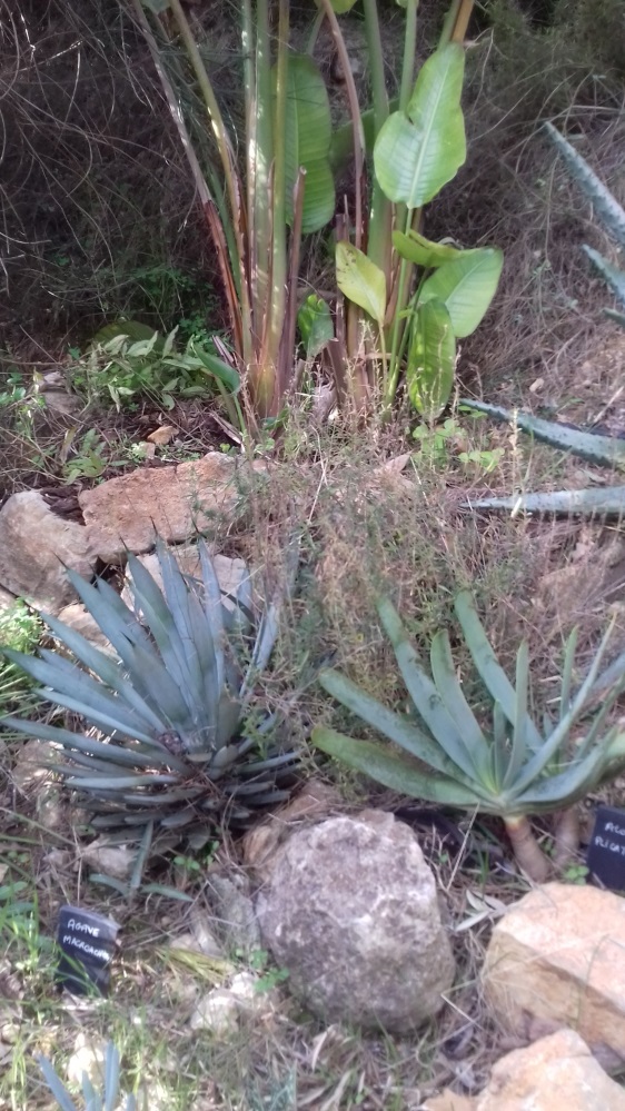 aloe_plicatilis.jpg