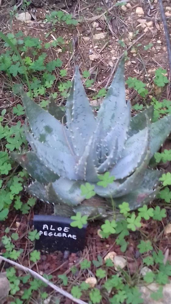 aloe_peglerae.jpg