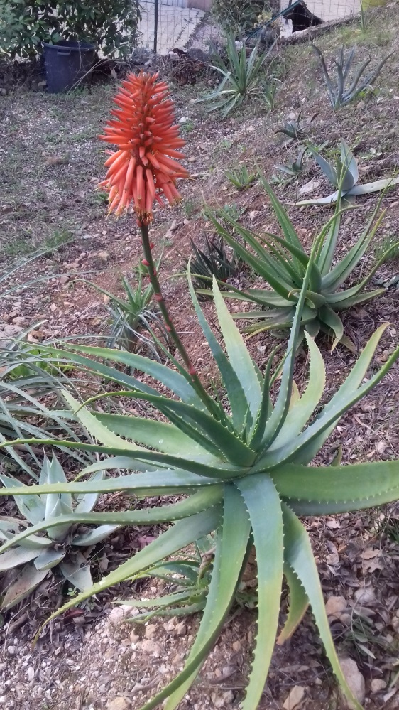 aloe_arbo.jpg