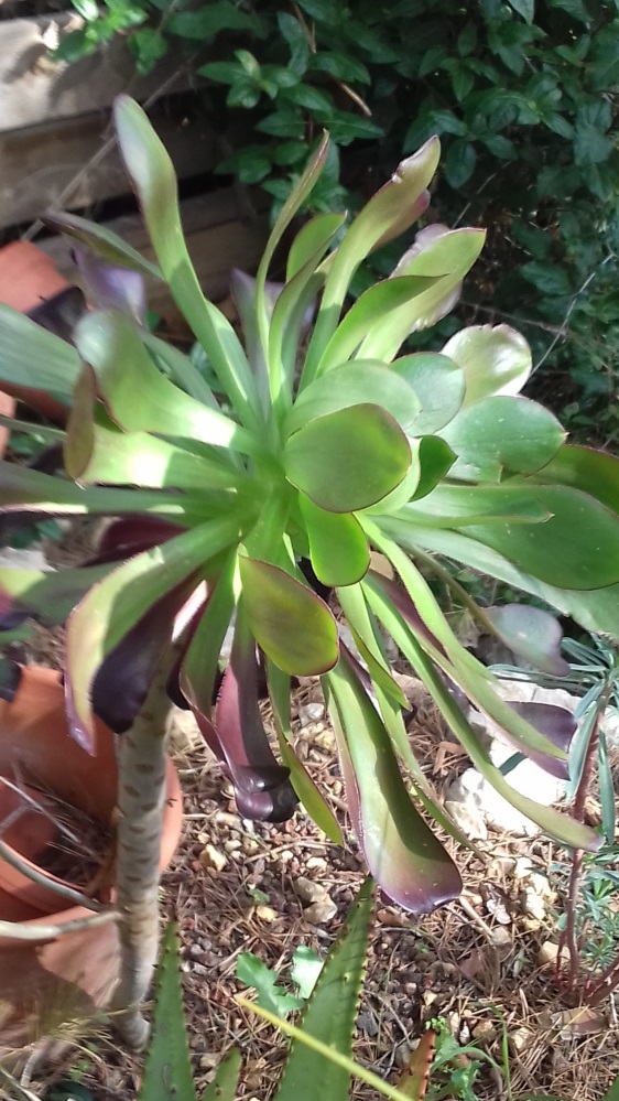 aeonium.jpg