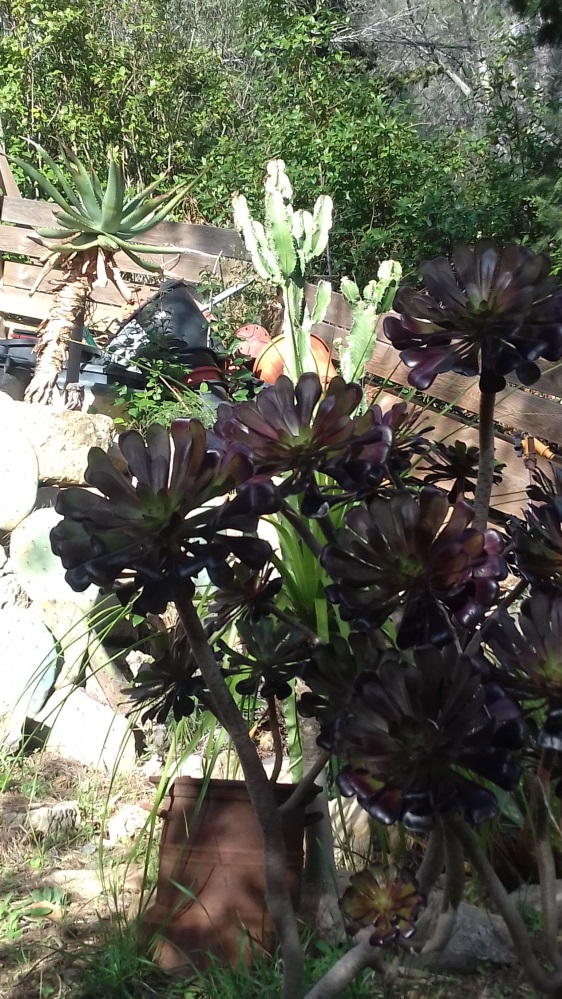 aeonium_schw.jpg