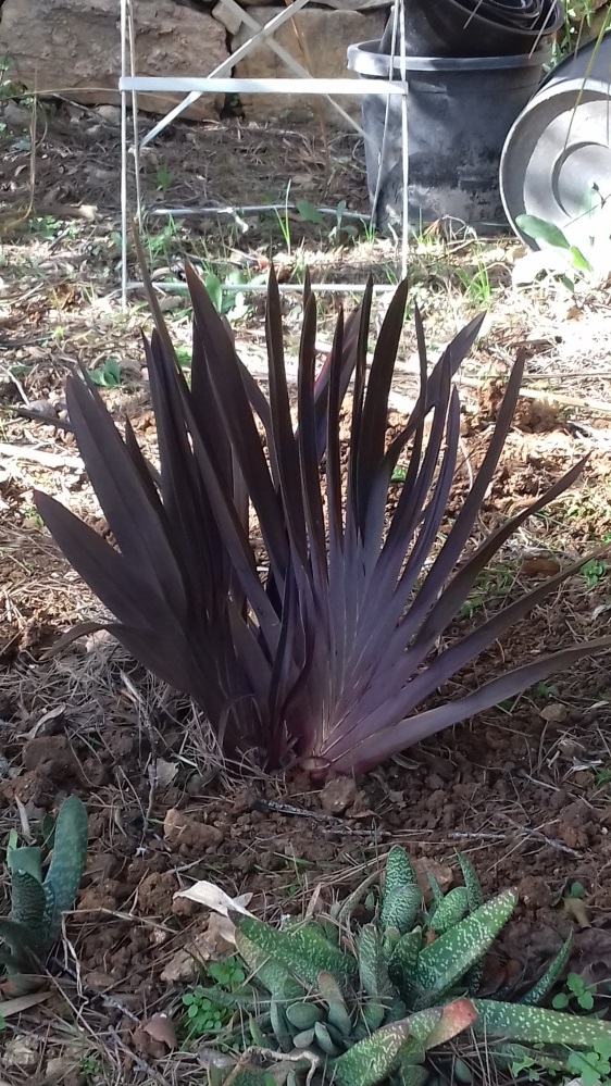 Phormium_atrorotundifolia.jpg