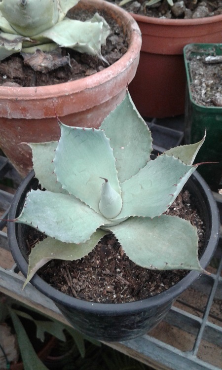 Agave.jpg