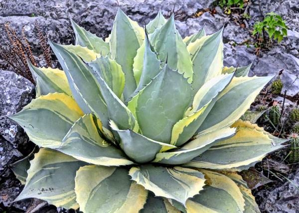 Agave_ovatifolia_marginata_in_Situ_Mexico_Thompson.jpg