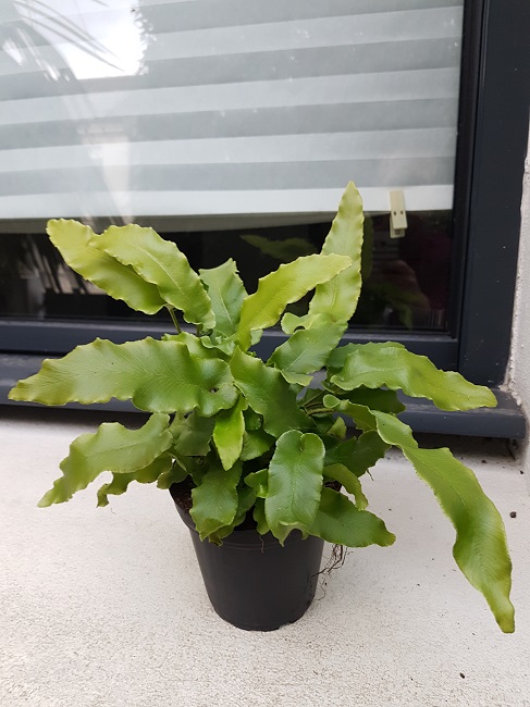 Asplenium scolopendrium fevr 2018.jpg