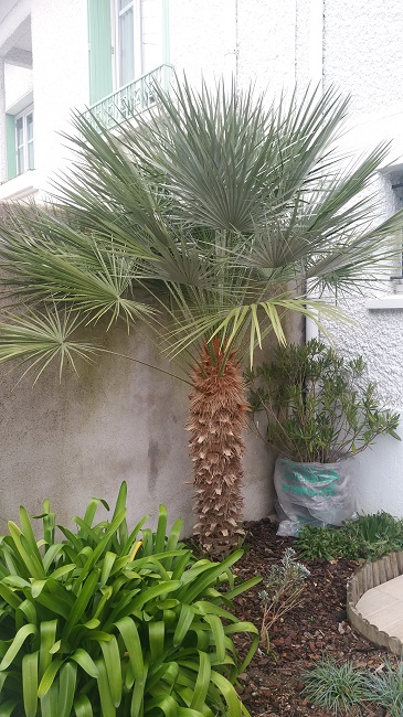 Chamaerops humilis mono tronc janv 2016.jpg